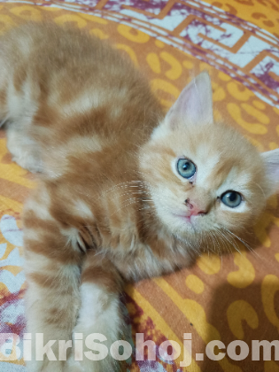 Persian dubble cot doll face cat